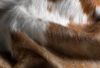 5' X 7' Brown And White Cowhide Area Rug