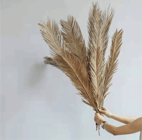 Dried Folium Cycas
