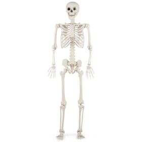 5.4 FT Halloween Skeleton Decoration Life Size Large Skeleton (Option: White)